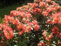 vignette Rhododendron 'Golden Gate'