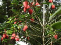 vignette Crinodendron hoekerianum