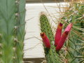 vignette Cleistocactus samaipatanus, mon jardin
