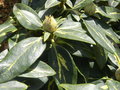 vignette Rhododendron hybride 'Goldflimmer'