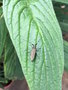 vignette Agapanthia villosoviridescens - Agapanthie à pilosité verdâtre ou saperde à pilosité verdâtre
