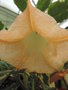 vignette Brugmansia orange variegata