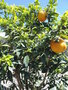vignette Citrus aurantium 'Myrtifolia'