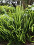vignette Nephrolepis cordifolia ,