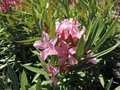 vignette Nerium oleander 'Magaly'