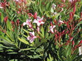 vignette Nerium oleander d