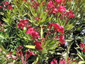vignette Nerium oleander 'Petite Red'
