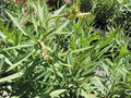 vignette Nerium oleander 'Negev'