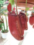 vignette Nepenthes 'Bloody Mary'