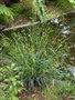 vignette Carex hochstetteriana