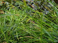 vignette Carex hochstetteriana