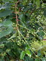 vignette Prunus azorica