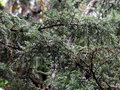 vignette Juniperus brevifolia