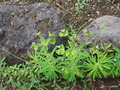 vignette Euphorbia azorica