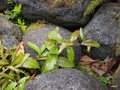 vignette Tolpis succulenta
