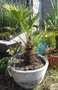 vignette trachycarpus wagnerianus