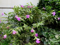 vignette Sobralia Mirabilis cv. Madeira