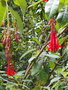vignette Fuchsia boliviana
