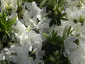 vignette Azalea japonica 'Blanc'
