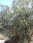 vignette Banksia littoralis