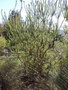 vignette Banksia ericifolia