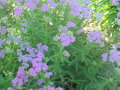 vignette Achillea millefolium