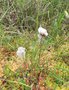 vignette Eriophorum angustifolium = Eriophorum polystachion - Linaigrette  feuilles troites