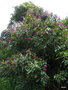 vignette Fuchsia paniculata