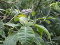 vignette Solanum Mauritianium / auriculatum
