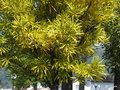vignette Sete Cidades , Podocarpus salignus