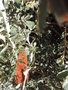 vignette Banksia praemorsa 'Wine'