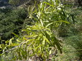 vignette Banksia prionotes
