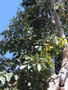 vignette Corymbia calophylla
