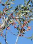 vignette Eucalyptus tetraptera