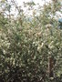 vignette Melaleuca incana ssp tenella