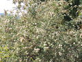 vignette Melaleuca incana ssp tenella