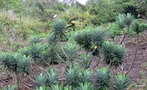 vignette Euphorbia stygiana ,