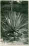vignette Carte postale ancienne - Agave americana (appele Aloe gant)