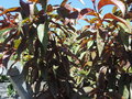 vignette Prunus persica 'Grosse mignonne '