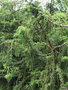 vignette Juniperus brevifolia ,