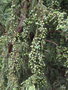 vignette Juniperus brevifolia ,