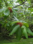 vignette Frangula azorica / Rhamnus latifolia