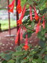 vignette Fuchsia tryphilla ,