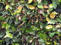 vignette Ficus pumila , (moraceae) , orig. Asie
