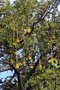 vignette Adansonia digitata (fruits)