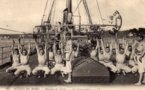 vignette Carte postale ancienne - Brest, scne de bord , division des coles, la gymnastique