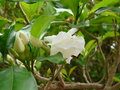 vignette Gardenia sp