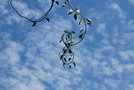 vignette Celastrus orbiculatus f. hermaphroditus   / Celastraceae   / Chine
