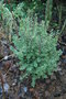 vignette Myrtus communis ssp. tarentina 'Variegata'