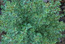 vignette Myrtus communis ssp. tarentina 'Variegata'